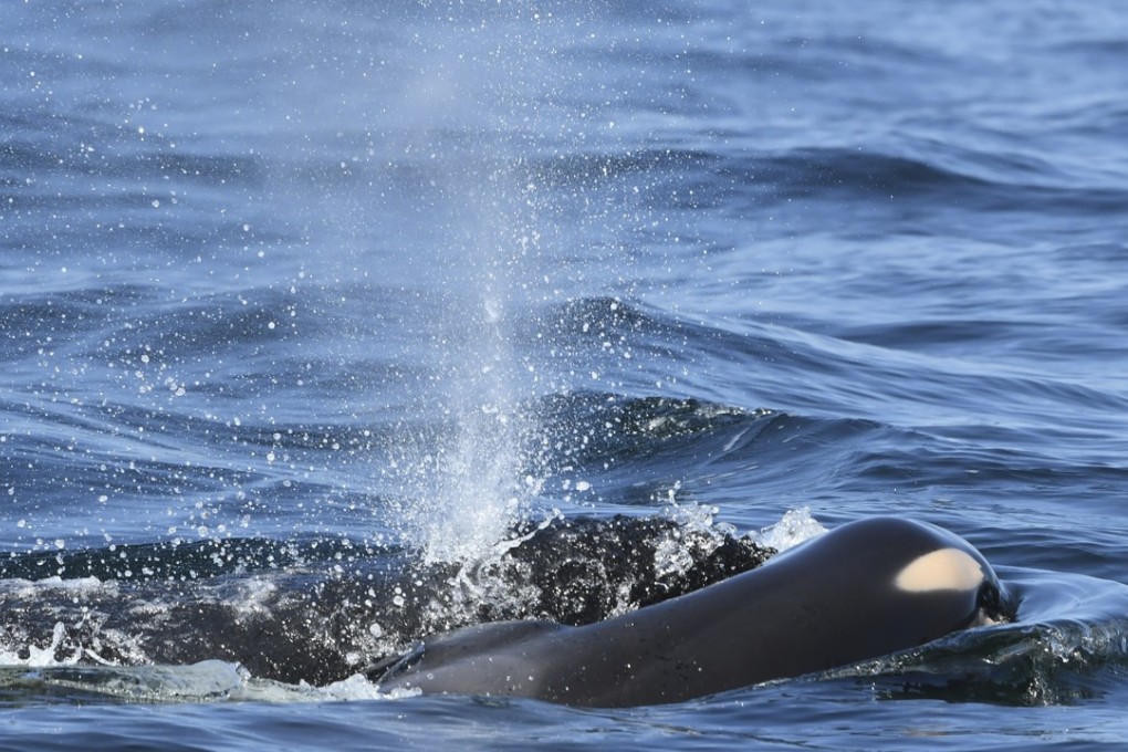 A mother orca off the coast of Vancouver Island propping her baby, who died soon after birth, on her forehead to keep it near the surface of the water. Photo: Centre for Whale Research via AP