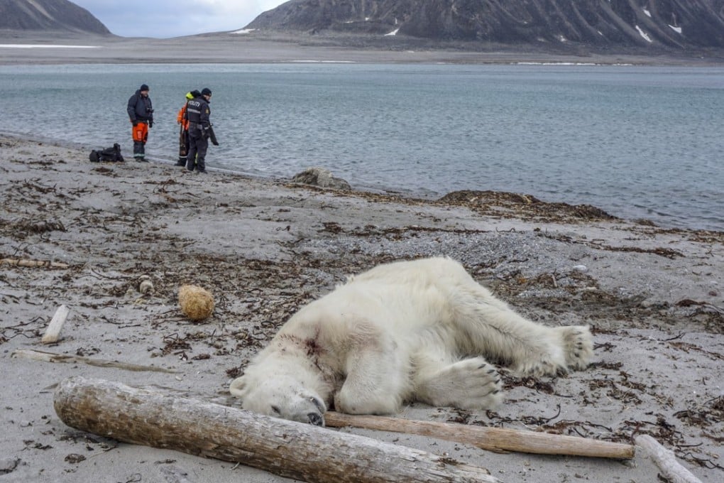 A handout photo made available by Governor of Svalbard shows a polar bear that was killed after the attack. Photo: EPA