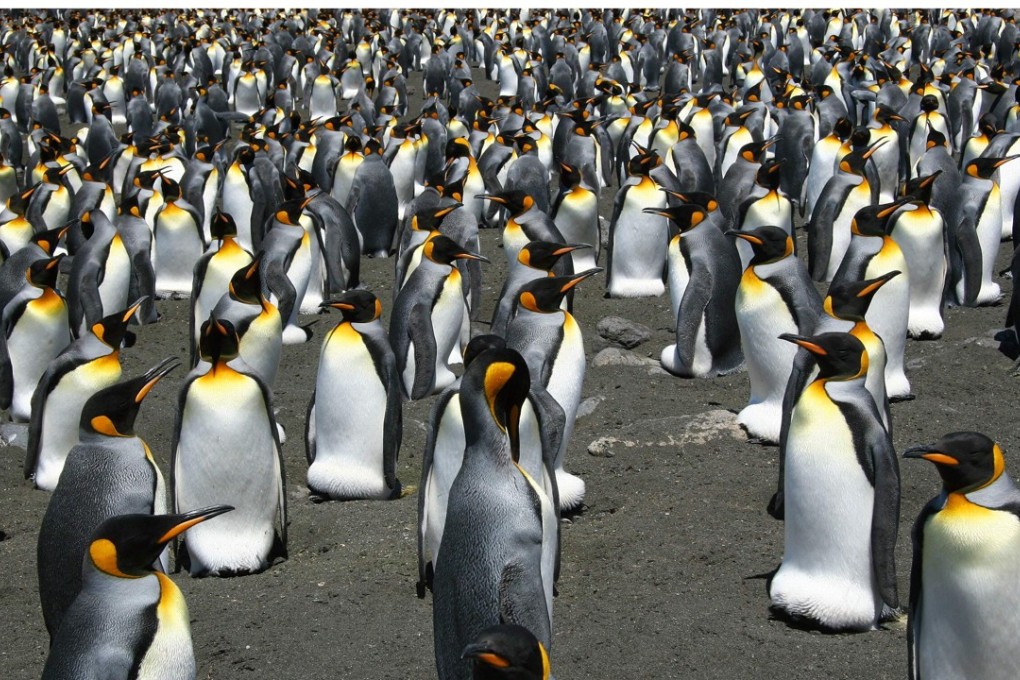 This file undated file photo shows King Penguins on Possession Island in the Crozet archipelago. The colony of king penguins on nearby Ile aux Cochons in the same archipelago, considered to be the largest in the world, has decreased by nearly 90 per cent in 35 years. Photo: Agence France-Presse