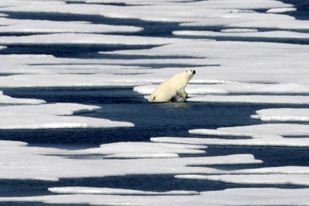 A polar bear in the Franklin Strait in the Canadian Arctic Archipelago last year. Ice melted at record levels in the Arctic last year because of climate change. Photo: AP