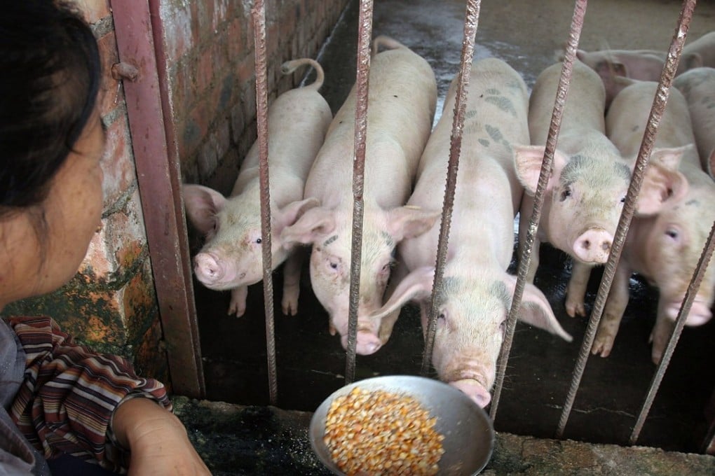 Chinese pig farmers are turning to alternatives to soybeans. Photo: AP