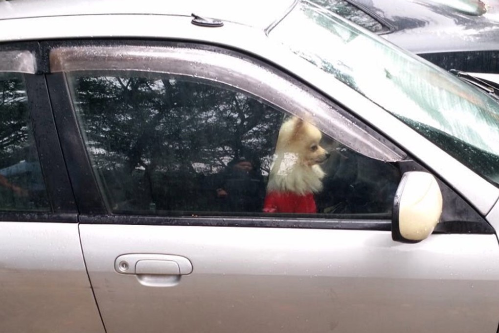 A 52-year-old man has been jailed for four weeks after leaving his Pomeranian inside his car for hours while he delivered pizza. The SPCA will take care of the dog and arrange for adoption later. Photo: Handout/ SPCA