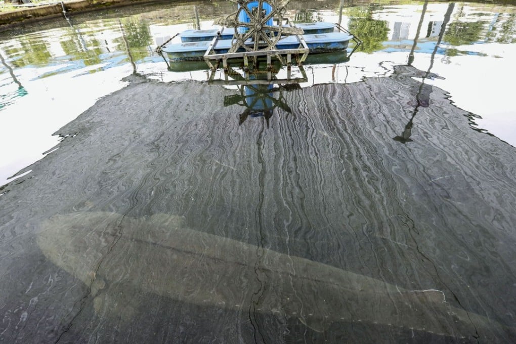 A large sturgeon in the breeding pond at Quzhou Xunlong Aquatic Products Sci-Tech Development Co, which sells its caviar under the brand name of Kaluga Queen. Xunlong, the world's largest caviar producer, is based in eastern China’s Zhejiang province. Photo: SCMP/Simon Song.