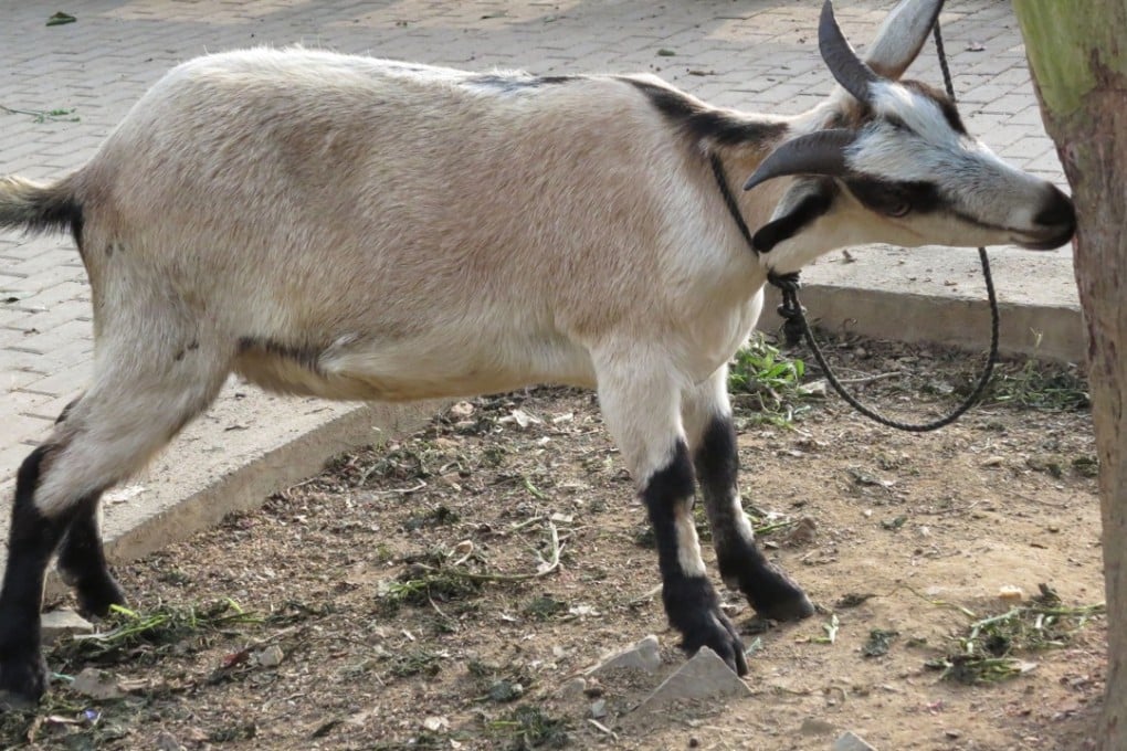 A group of men is wanted for raping and killing a pregnant goat in northern India. Photo: Handout