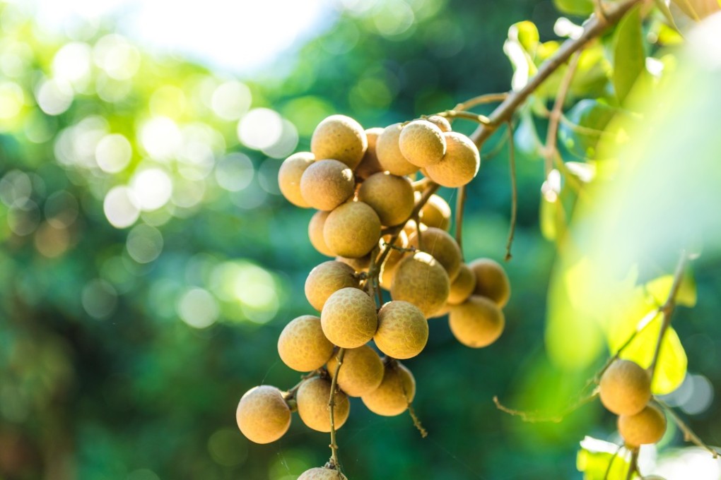 The man is believed to have fallen from a longan tree while trying to pick its fruit. Photo: Handout