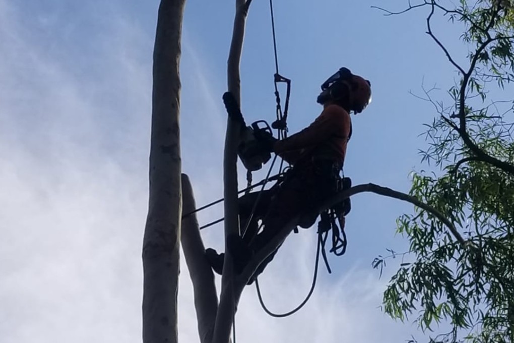 Lam Chor-pau is competing at his first international tree climbing competition. Photos: Handout