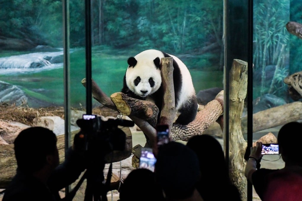 Giant pandas like Yuan Zai at Taipei Zoo in Taiwan are a major tourist attraction and generate a lot of money. Photo: Xinhua