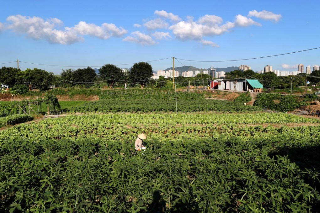 A farmer works on his crops at Kwu Tung North. Photo: Handout
