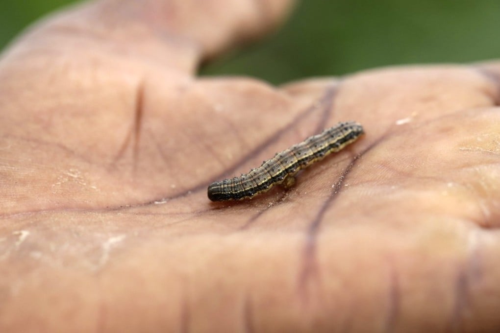 File photo of an armyworm in the palm of a farmer’s hand in Zimbabwe. Photo: EPA