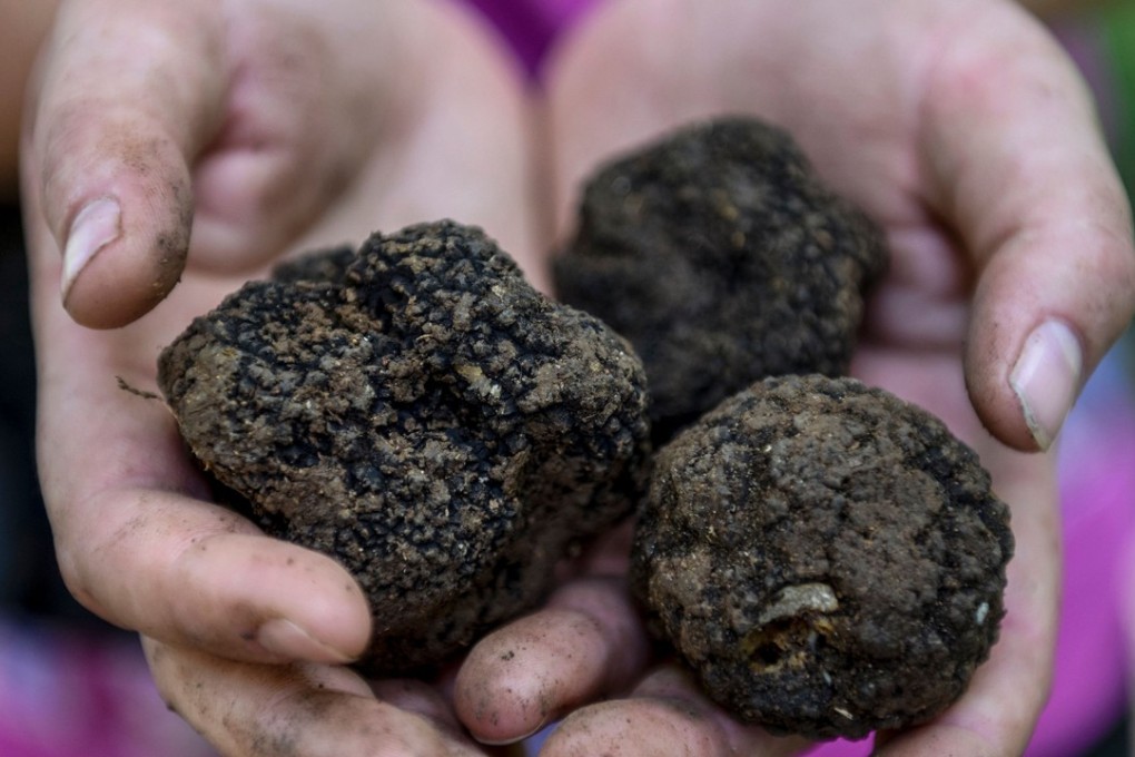 A day’s haul of one kilogram (2.2 pounds) of black truffles can bring home 50 euros (US$58). Photo: AFP