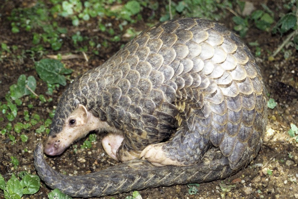 Pangolins are critically endangered largely due to demand for their meat and scales. Photo: Dr Gary Ades, KFBG