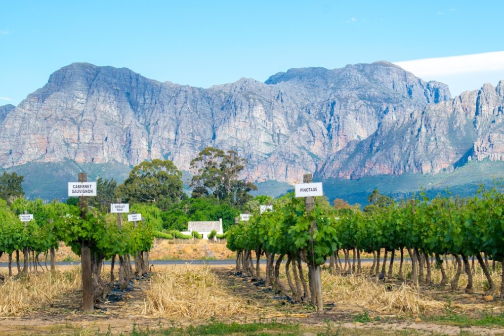 Vineyards in South Africa’s Western Cape, where pinotage vines thrive. Picture: Alamy