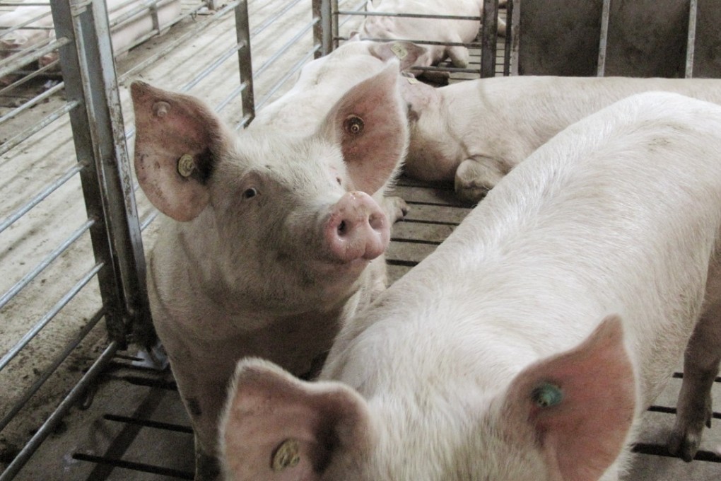 Sows are seen on a large-scale pig farm owned by the Xinguangan company in Wuxuan county, Guangxi province, China, December 14, 2017. Picture taken December 14, 2017. REUTERS/Dominique Patton