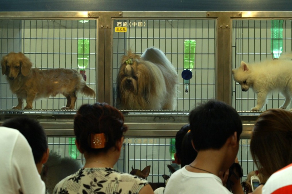 Under the new system, police officers can use a mobile phone app to scan a QR code attached to the dog’s collar to get instant access to its registration details. Photo: Ricky Chung