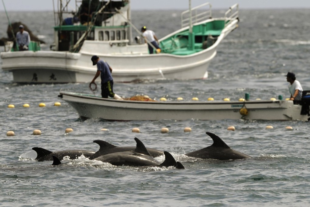 File photo of fishermen driving bottle-nose dolphins into a net during the annual hunt off Taiji, Wakayama prefecture, Japan. Photo:Kyodo