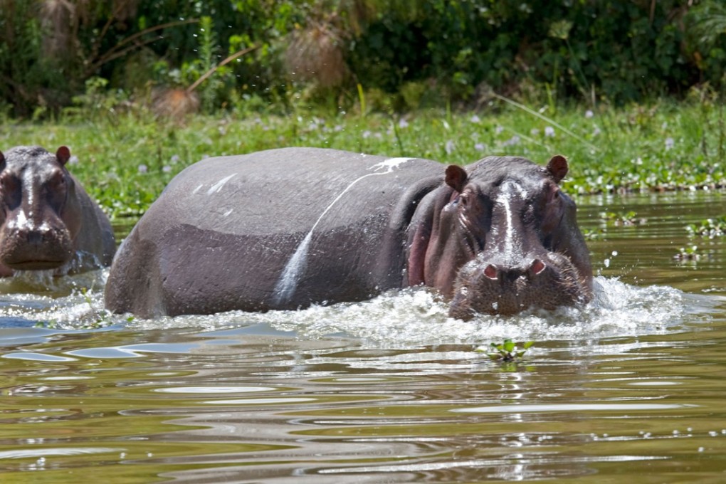 Two hippos in Lake Naivasha in Kenya. Photo: Alamy