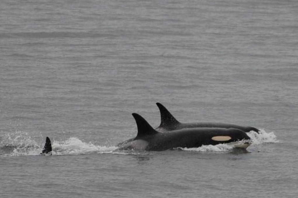 In this photo taken on Saturday, the orca J35, foreground, swims with other orcas near Friday Harbour, Alaska. Photo: Centre for Whale Research / AP