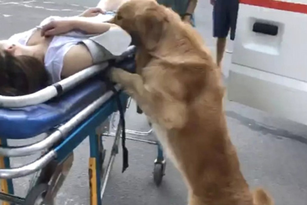 The pet golden retriever would not leave its owner’s side after she collapsed in the street. Photo: Thepaper.cn