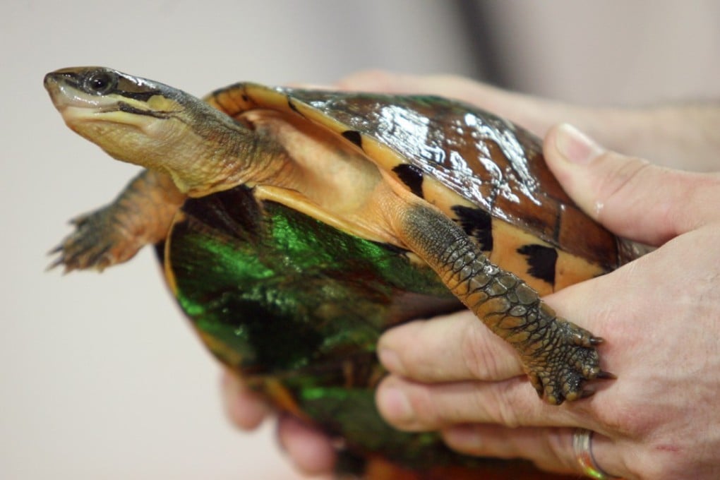The golden coin turtle is highly sought after for its value and perceived medicinal benefits. Photo: David Wong
