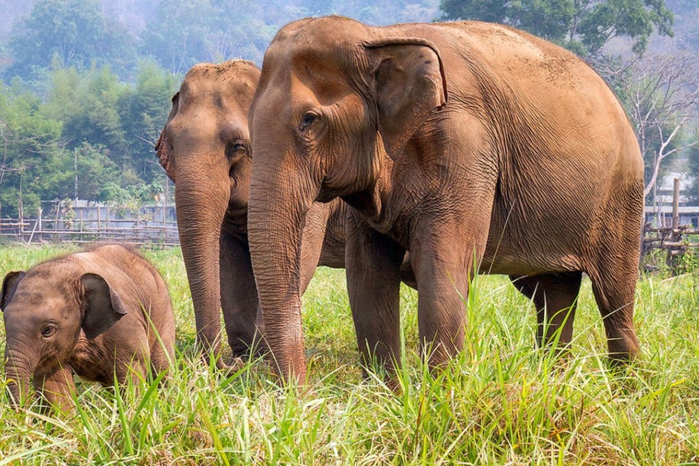 The Phuket Elephant Sanctuary rehabilitates Thai elephants from the animal entertainment industry. Model Kelly England Prehn visited the sanctuary on World Elephant Day.