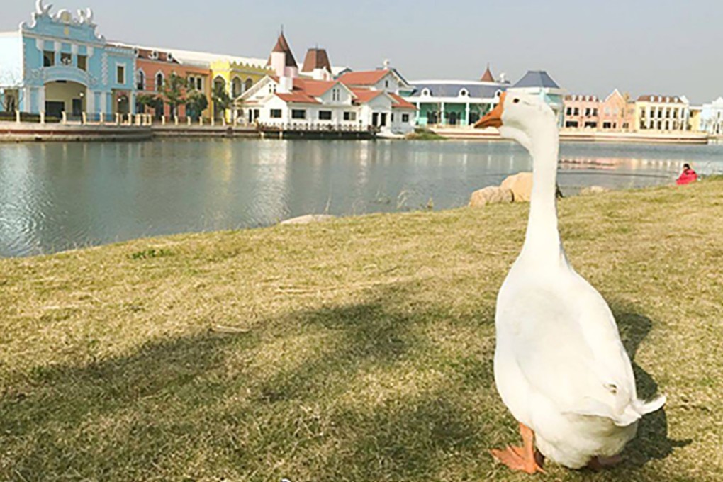 Shanghai Maritime University gave Gugu the goose a home after an appeal from his owner. Photo: Thepaper.cn