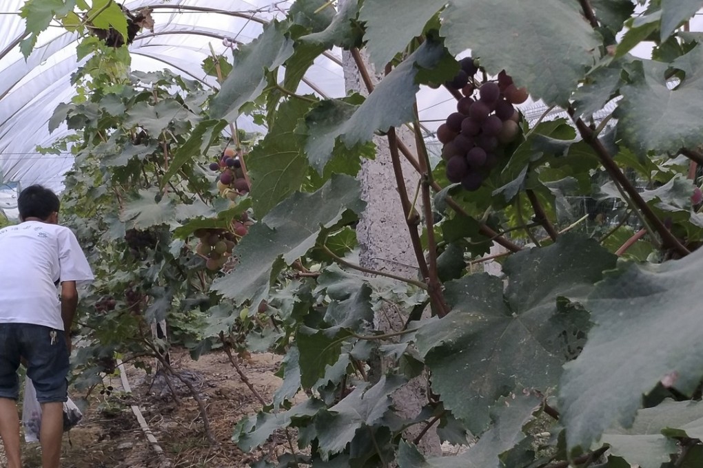 When Ma Heshui started his vineyard in Changde four years ago it was surrounded by farmland – but an urban centre has since sprung up around them. Photo: Frank Tang