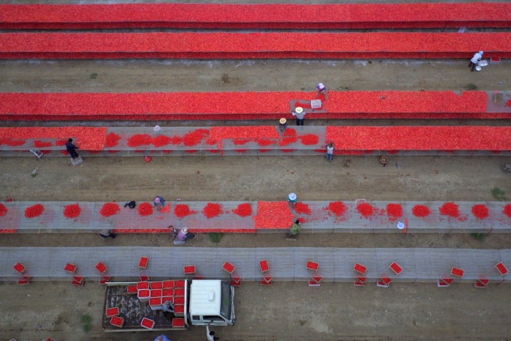 Tomatoes drying at a facility of the Xinjiang Production and Construction Corps. A company controlled by the Corps has defaulted of a bond. Photo: Xinjiang