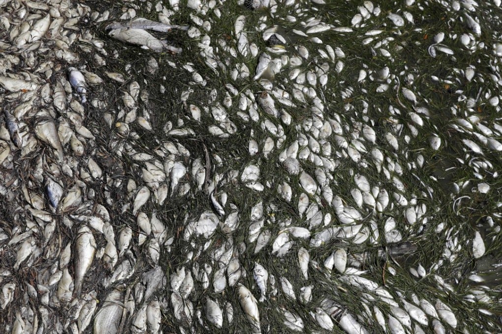In this August 6 photo, dead fish are shown near a boat ramp in Bradenton Beach, Florida, hit hard by a red tide algal bloom. Photo: AP