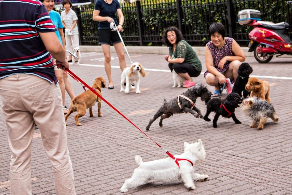 There are heightened concerns on Beijing housing estates about unleashed pet dogs amid the current tainted rabies vaccine scandal. Photo: Alamy