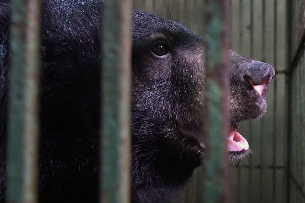 A caged bear during a rescue operation from a facility where bear bile is extracted in Thai Nguyen province. Photo: AFP