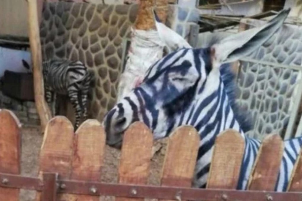 An Egyptian zoo has been caught allegedly attempting to fool visitors by painting black and white stripes on a donkey to make it look like a zebra.
