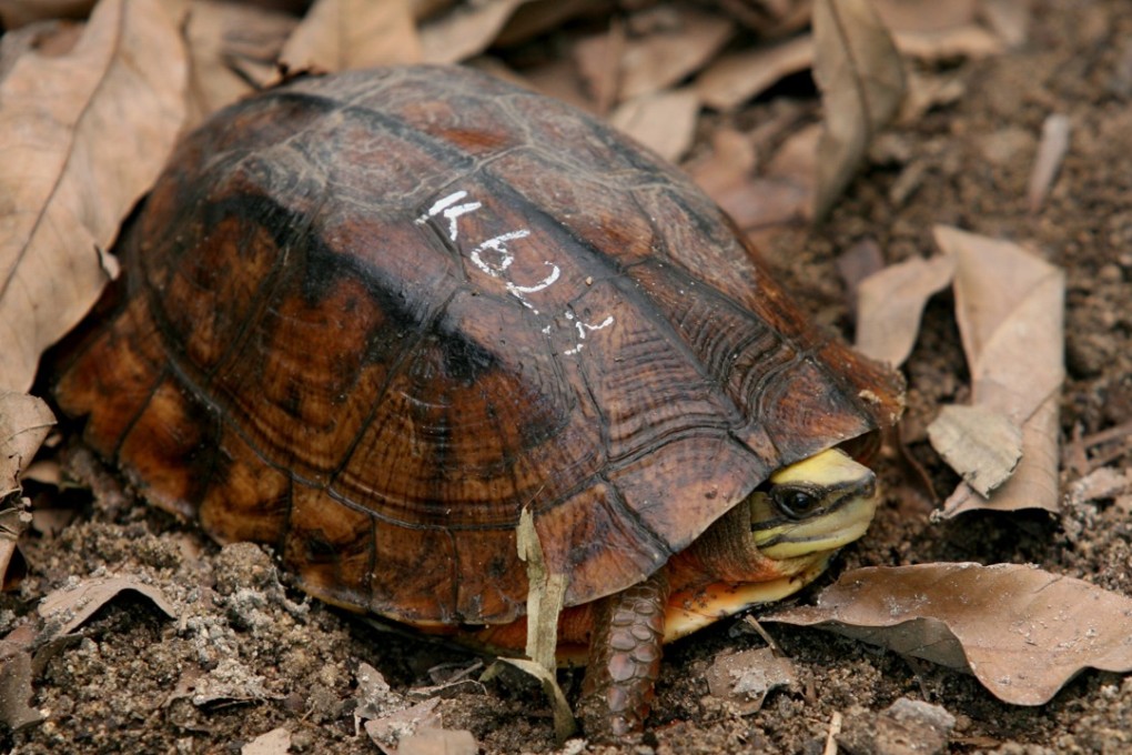Smuggling of the endangered golden coin turtle is still rampant. Photo: SCMP