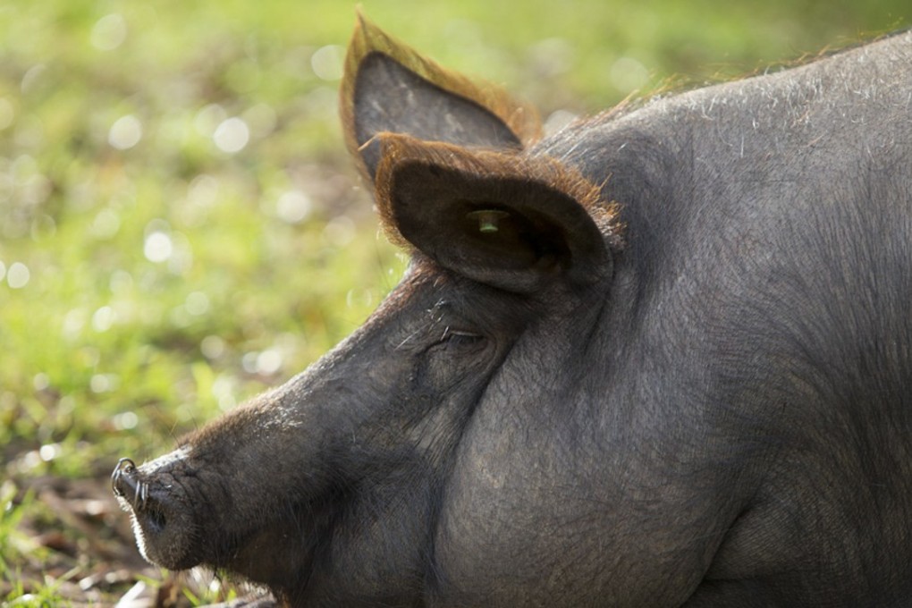 A jamón ibérico pig in Huelva, Spain. Photo: SCMP/Mauricio Ramos