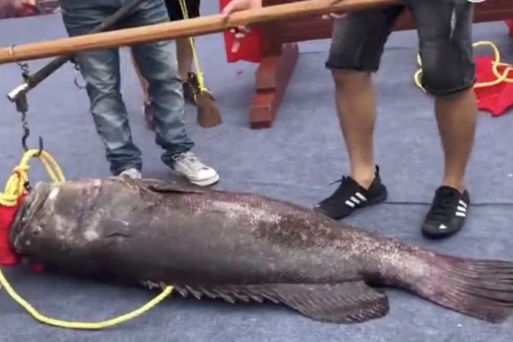 The 270,000 yuan fish is estimated to be about 30 or 40 years old. Photo: Handout