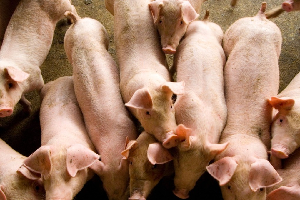 Emergency measures to limit the transport of pigs around Lianyungang city have been put in place. Photo: Alamy