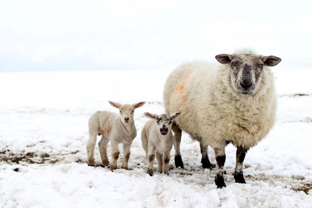 A sheep and her lambs are pictured on a snow covered field in the hills of Domore, Northern Ireland, in this file photo. Photo: Agence France-Presse