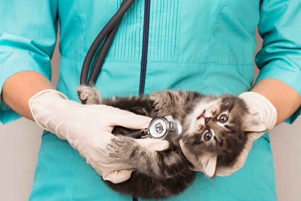 City University has been granted the funding for the veterinary course. Photo: Shutterstock