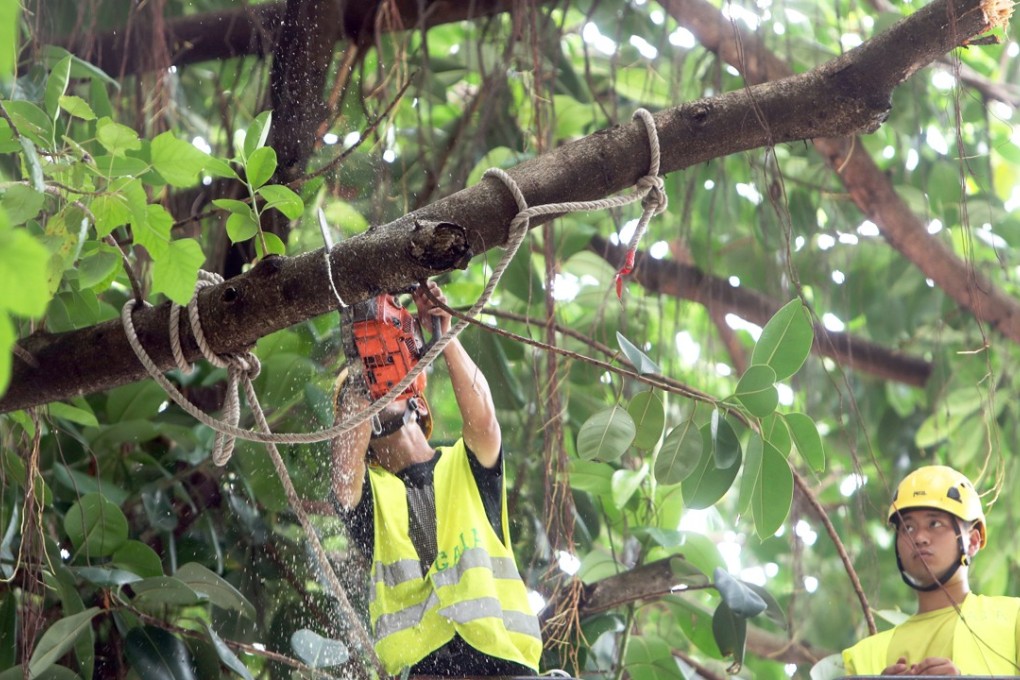 An arborist trimming the India rubber tree involved in the accident. Photo: Winson Wong
