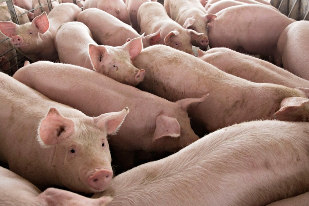 Hundreds of hogs in Liaoning province were culled to contain the epidemic. Photo: Reuters