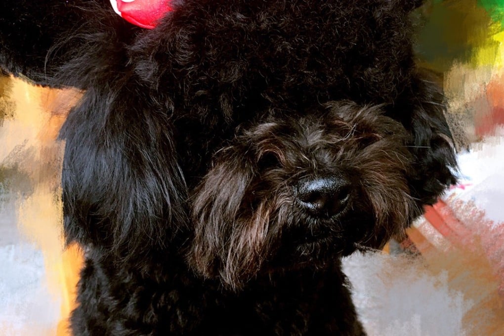 Sarah Liu’s pet poodle was killed by a poisoned sausage. Photo: Sarah Liu