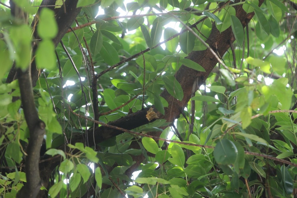 Despite previous measures by the government, an Indonesian domestic helper has become the fifth person to be killed by a falling branch in 10 years. Photo: Winson Wong
