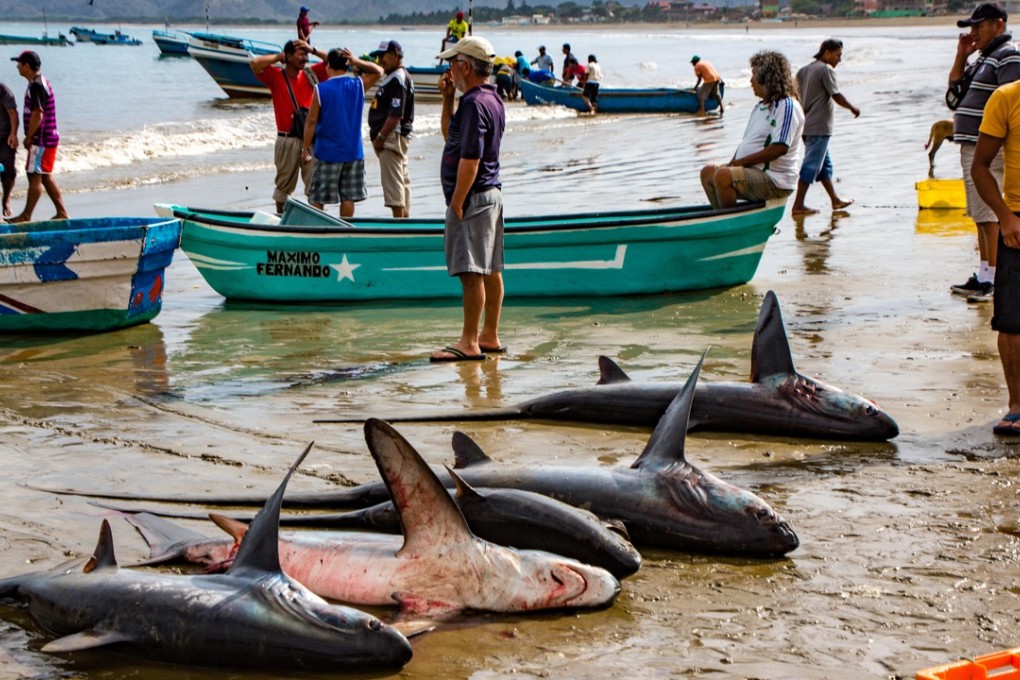 Freshly caught shark are laid out on a beach in Puerto Lopez, Ecuador. Picture: Alamy