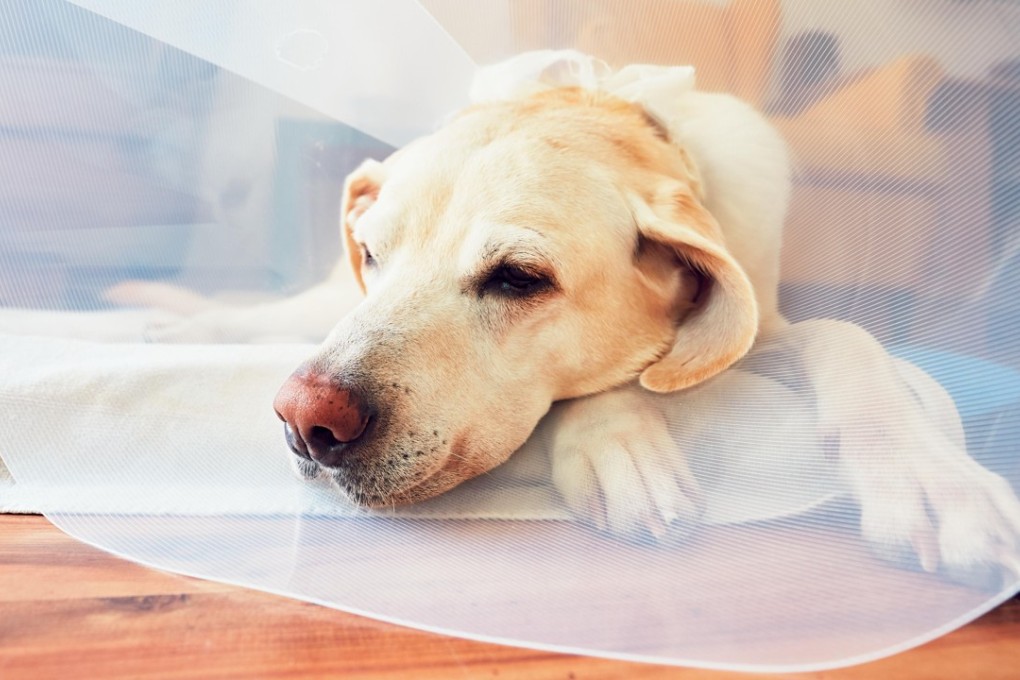 CityU has said the veterinary school will focus not only on training in the care of domestic pets, but on research into food safety and how to prevent disease spreading from animals to humans.