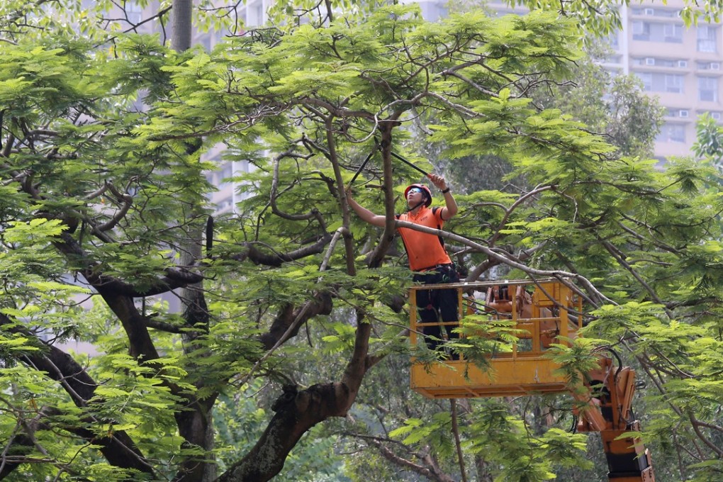 An tree surgeon works on a tree next to the Indian rubber that was involved in the death of Jumiati Supadi at tje Shun Lee estate. Photo: Dickson Lee