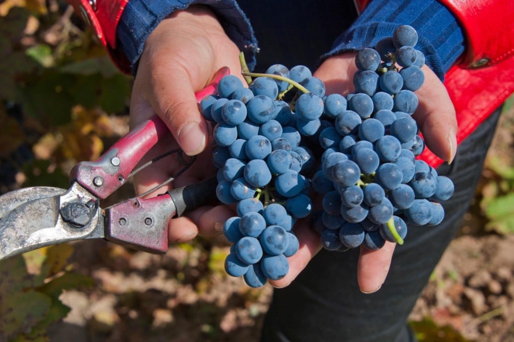 Bunches of cabernet sauvignon grapes harvested for Silver Heights Winery. Photo: Alamy