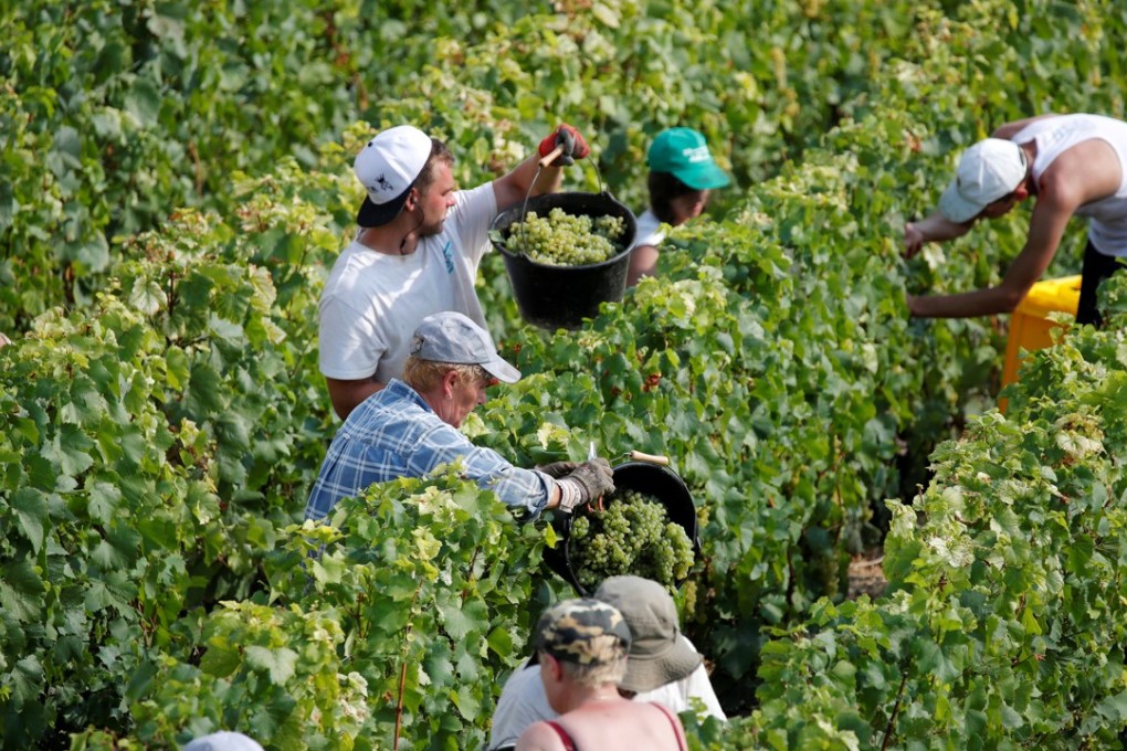 Grape pickers harvest fruit from the vines at the Philippe Gonet vineyard in Montgueux, Champagne. Photo: Reuters