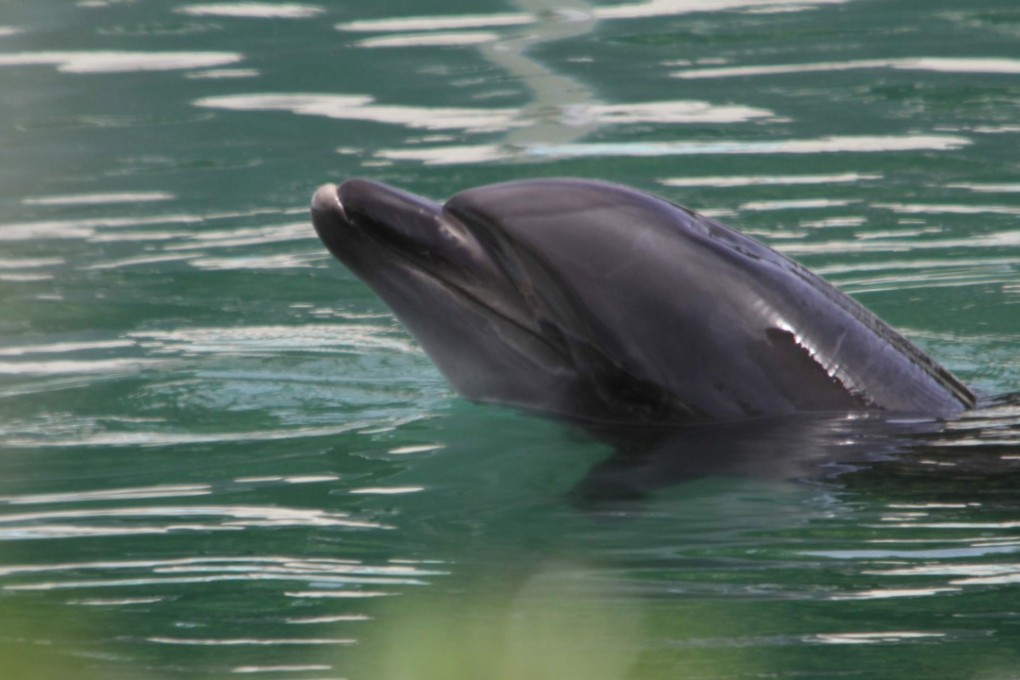 Honey at the abandoned Inubosaki Marine Park Aquarium in Choshi, Japan. Photo: Reuters