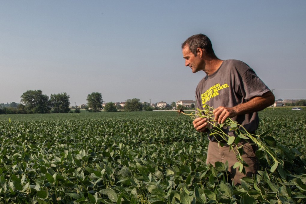 John Kiefner checks soybean plants on his farm near Manhattan, Illinois on July 24. Photo: Chicago Tribune/TNS