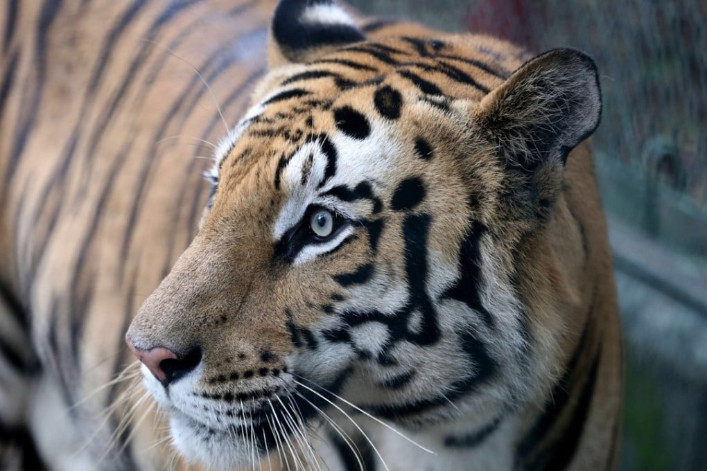 Surgeons hope to fit a prosthetic paw on a tiger. Photo: EPA