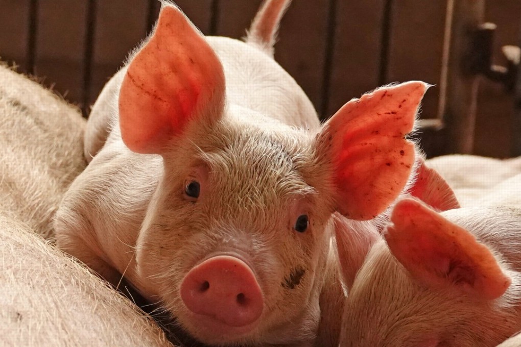 Piglets at a farm in Zhoukou, Henan province. Photo: Reuters